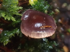 Thaxterogaster submagellanicus