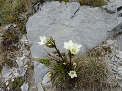 Gentianella bellidifolia