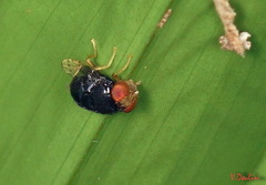 Scholastinae