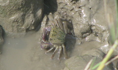 Metopograpsus