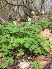 Dicentra cucullaria