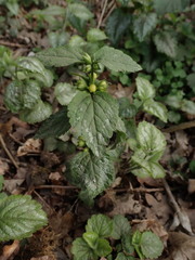 Lamium galeobdolon argentatum