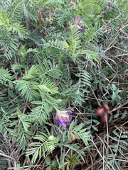 Astragalus plattensis