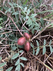 Astragalus plattensis
