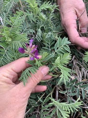 Astragalus plattensis