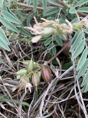 Astragalus plattensis