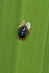 Scholastinae