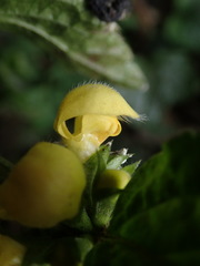 Lamium galeobdolon argentatum