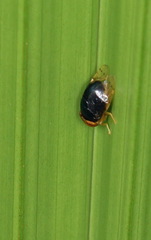 Scholastinae