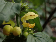 Lamium galeobdolon argentatum