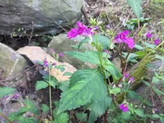 Impatiens textorii