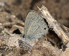 Prosotas nora ardates