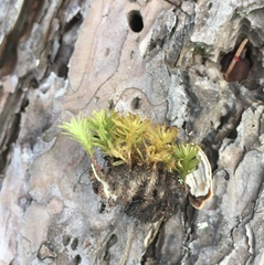 Bryophyta
