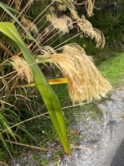 Miscanthus nepalensis