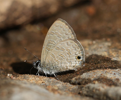 Prosotas nora ardates