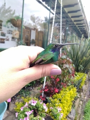 Colibri coruscans