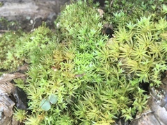 Bryophyta