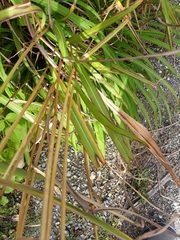 Miscanthus nepalensis