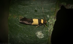 Macrobathra rhythmodes