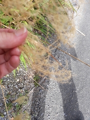 Miscanthus nepalensis