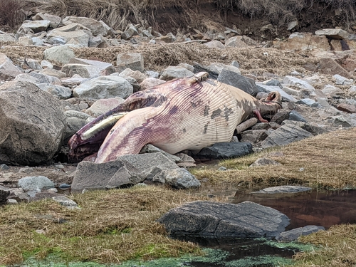Minke whale