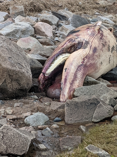 Minke whale