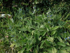Pentaglottis sempervirens