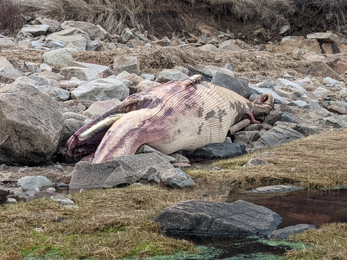 Minke whale
