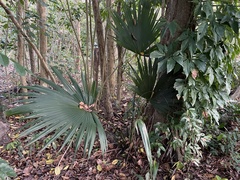 Livistona chinensis