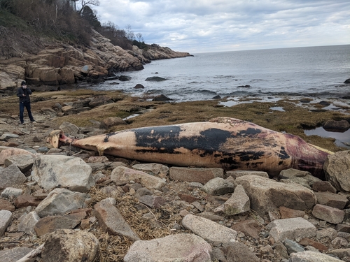 Minke whale