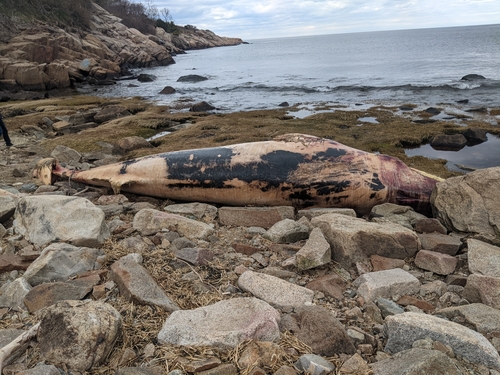 Minke whale