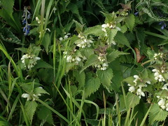 Lamium album
