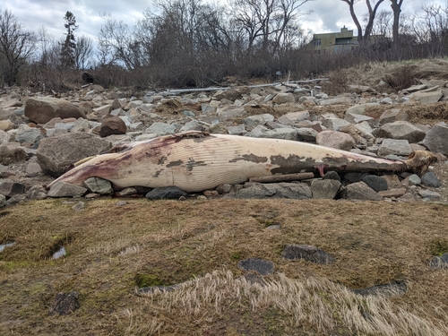 Minke whale