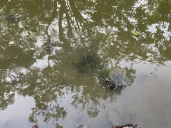 Trachemys stejnegeri