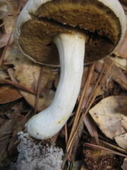 Xanthoconium stramineum