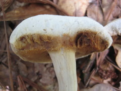Xanthoconium stramineum