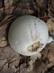 Xanthoconium stramineum