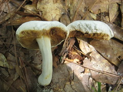 Xanthoconium stramineum