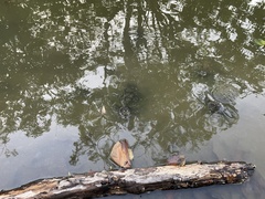 Trachemys stejnegeri