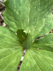 Trillium luteum