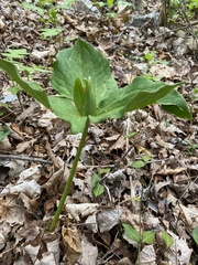 Trillium luteum