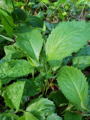 Eurybia radulina