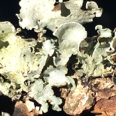 Cetrelia cetrarioides