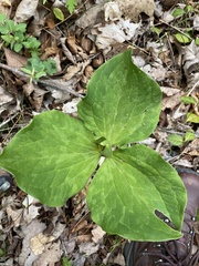 Trillium luteum