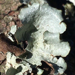 Cetrelia cetrarioides