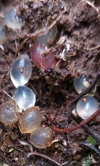 Euthyneura