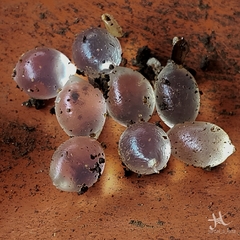 Euthyneura