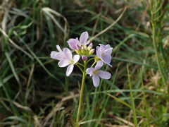 Cardamine pratensis