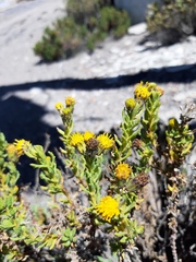 Senecio adenophyllus