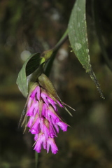 Elleanthus maculatus
